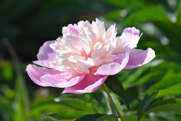 Fototapeta premium Pink blooming peony 