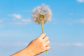 Child's hand holds a big dandelion against the blue sky