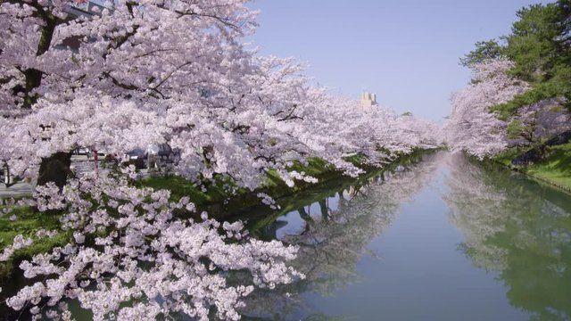 弘前公園の桜 hirosaki park cherry blossoms