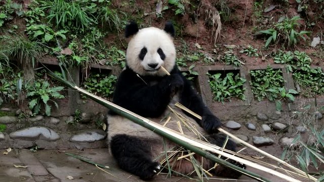 Giant Panda Eats Bamboo, China