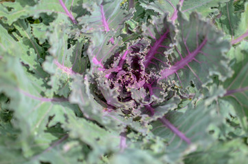 Decorative cabbage brassica oleracea ,vegetable leaves of Brassica oleracea var. acephala