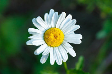Obraz premium A large daisy flower on a green background close-up top view