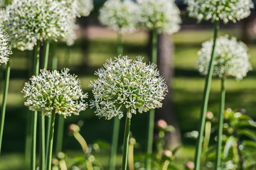 Obraz premium Flowers and plants in Peterhof.
