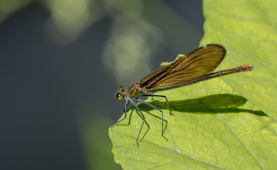 blåbåndet pragtvandnymfe - hun