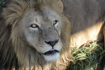 lion, animal, wildlife, leo