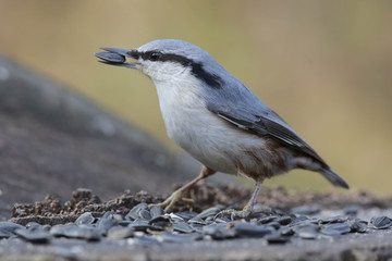 wood nuthatch, bird, nature, nuthatch