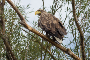 bird, eagle, white-tailed eagle