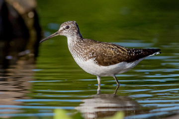 bird, sandpiper, wood sandpiper 