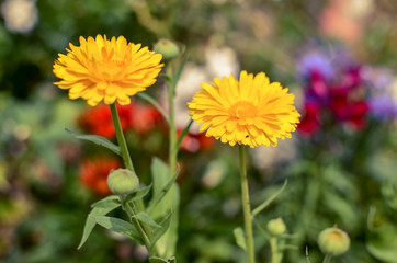 Marigold Calendula officinalis flowers on flowerbed