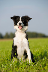 Schwarzweißer Border Collie sitzt in einer Wiese