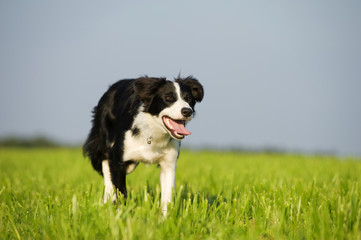 Schwarzweißer Border Collie läuft durch eine Wiese