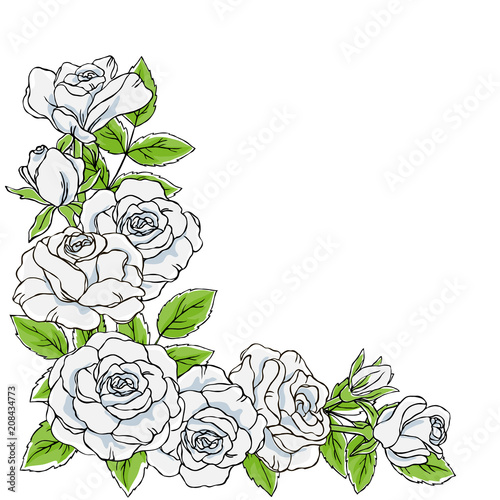 vector contour color white rose flower leaf bud set on white corner