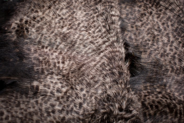 fur texture. leopard pattern.