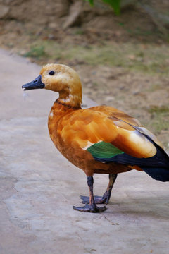 Ogary. Red duck with black beak