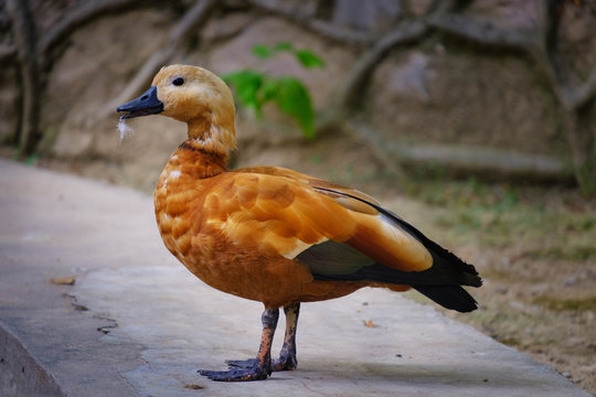 Ogary. Red duck with black beak