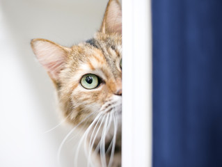 A shy tabby domestic shorthair cat peeking around a wall © Mary Swift