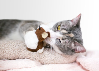 A tabby domestic shorthair cat lying on a blanket and playing with a stuffed toy
