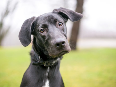 A black Great Dane/Labrador Retriever mixed breed puppy listening with a head tilt