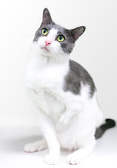 Fototapeta premium Szaro-biały kot domowy krótkowłosy z wrodzoną deformacją przedniej nogi