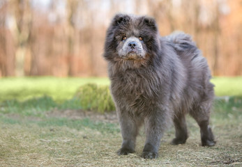 A purebred Chow Chow dog outdoors
