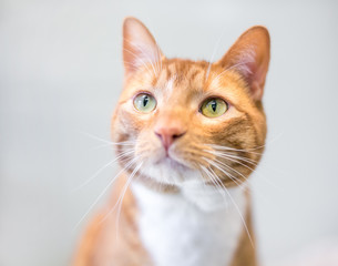 Obraz premium A domestic shorthair cat with orange tabby and white markings