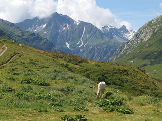 Alpy, Francja, Tour du Mont Blanc - schronisko Ref. des Mottets