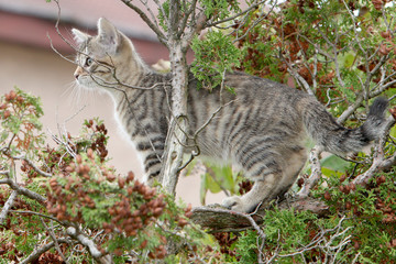Small gray European Shorthair cat photographed while playing


