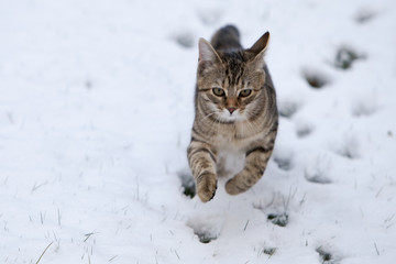 Small gray European Shorthair cat photographed while playing

