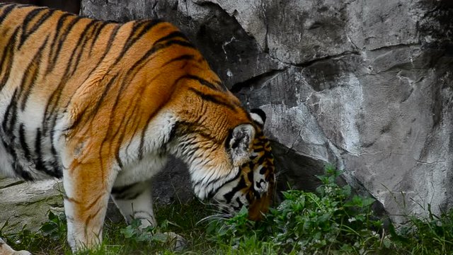 Amur tiger in summer exploring new place