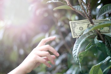 Hand picking one hundred dollar bill from a tree