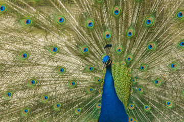 Fototapeta na wymiar Male peacock displaying his tail feathers.