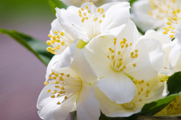 Fototapeta na wymiar A fragrant branch of white jasmine in the fresh air