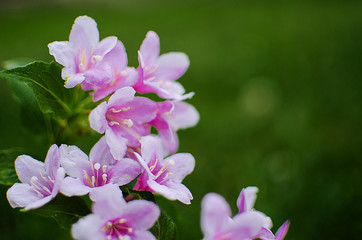 Fototapeta na wymiar Pink flowers veigela on a branch with leaves growing