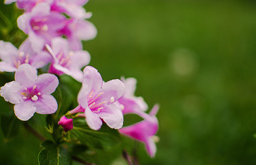 Fototapeta na wymiar Pink flowers veigela on a branch with leaves growing