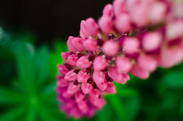 Fragrant flowers of lupine in the fresh