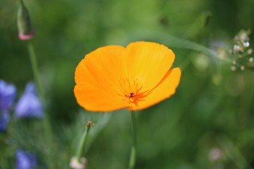 Wunderschöne Wildblumen am Straßenrand