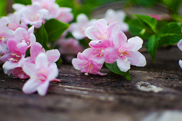 Pink flowers veigela on a branch with leaves growing