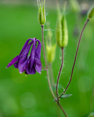 Good high columbine flowers spring outdoor growing