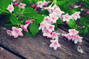 Pink flowers veigela on a branch with leaves growing