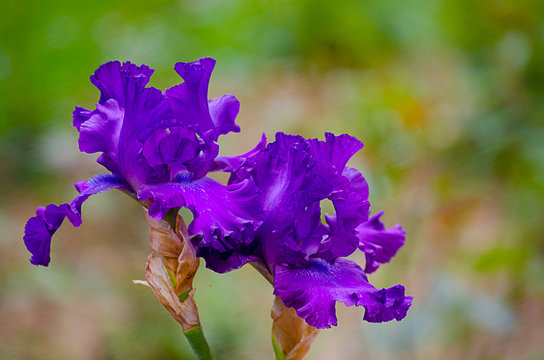 Fototapeta Tall and big flowers irises outdoors