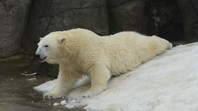 Young polar bear enjoying snow bath after a swim