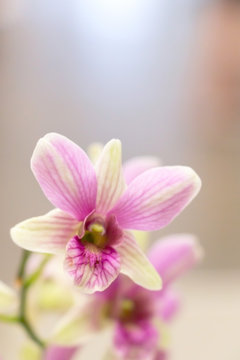 Blurry image of pink phalaenopsis orchid in close-up.