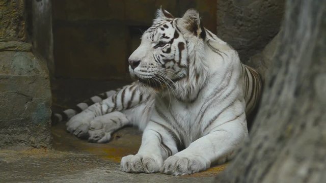 Noble white bengal tiger resting indoors closeup