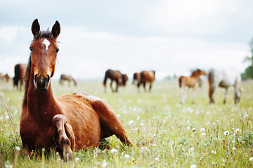 Horse lies and resting on summer pasture - 208437111
