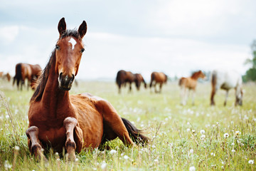 Horse lies and resting on summer pasture - 208437120