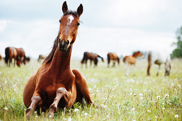 Horse lies and resting on summer pasture