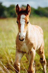 portrait of a cream foal in field