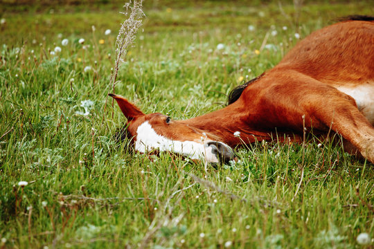 Bay Horse Lying Down Sound Asleep In Sunshine