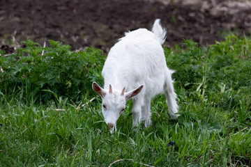 Naklejka na ściany i meble little white goat with a funny muzzle is grazed on a meadow