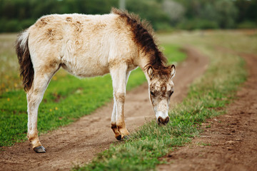 The picture shows a small foal,a field,grass,sky.Foal grazing in the meadow.